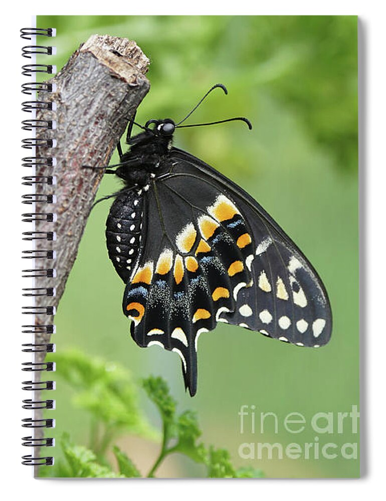 Black Swallowtail Spiral Notebook featuring the photograph Black Swallowtail and Chrysalis by Robert E Alter Reflections of Infinity