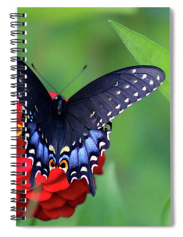 Butterfly Spiral Notebook featuring the photograph Black Swallowtail Butterfly on Red Zinnia by Karen Adams