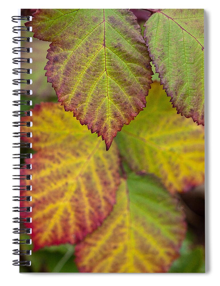 Leaves Spiral Notebook featuring the photograph Blackberry Autumn by Denise Dethlefsen