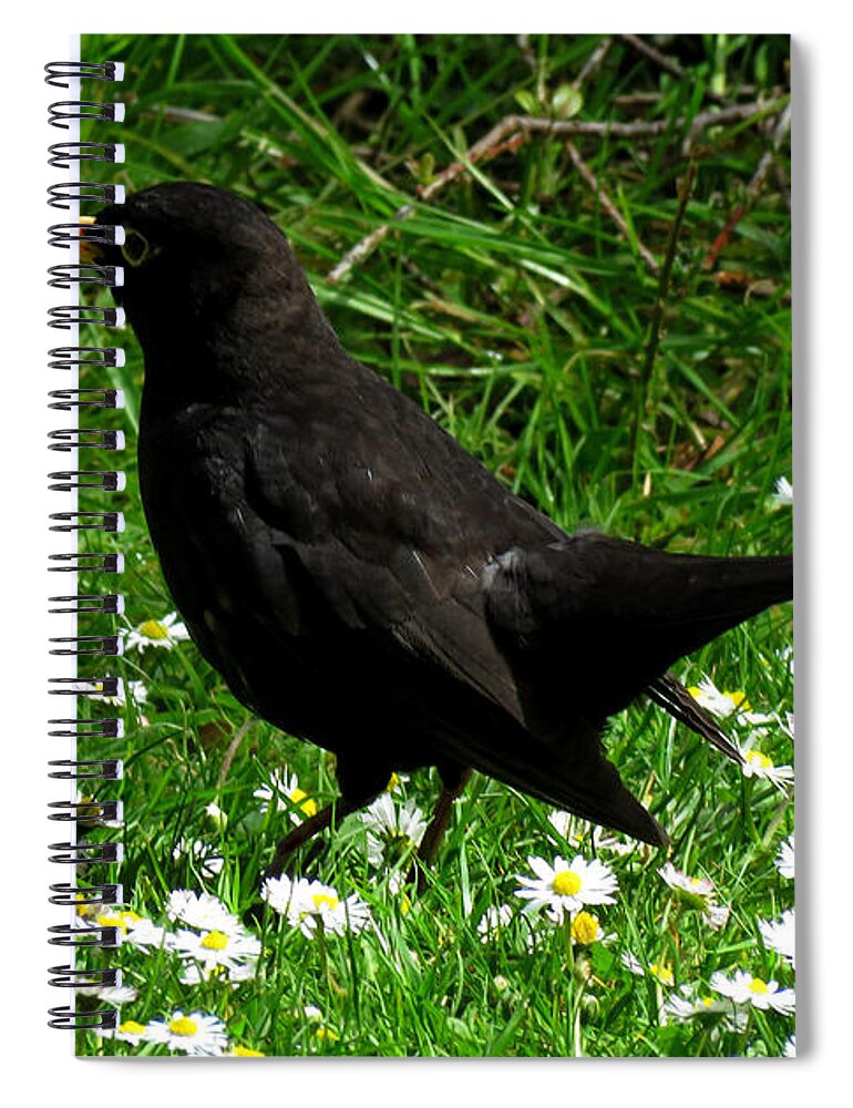 Blackbird Spiral Notebook featuring the photograph Blackbird by John Topman
