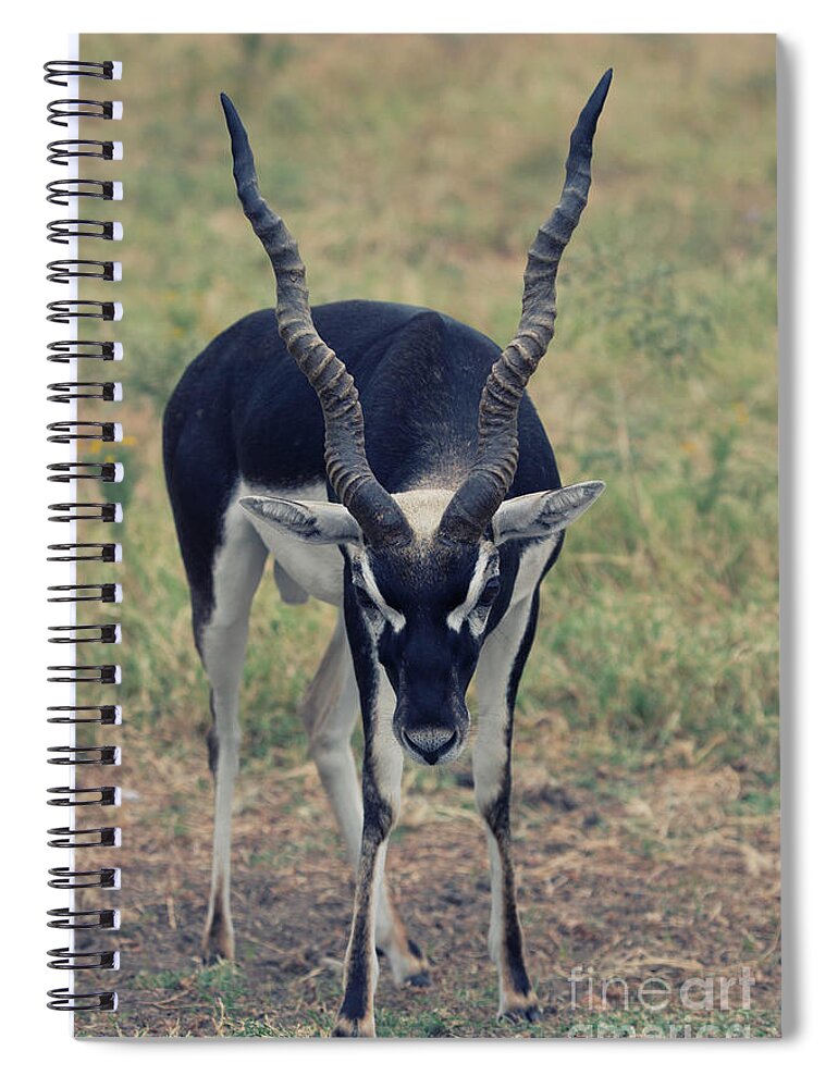 Blackbuck Spiral Notebook featuring the photograph Blackbuck Posturing by Douglas Barnard