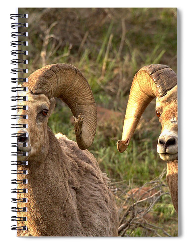 Big Horn Spiral Notebook featuring the photograph Blood Of The Warrior by Adam Jewell