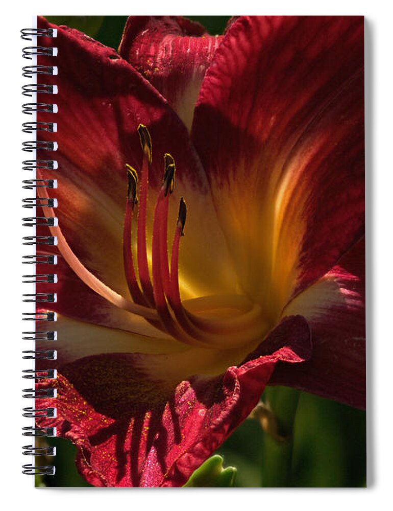 Lily Spiral Notebook featuring the photograph Bloody Red Iris by Douglas Barnett