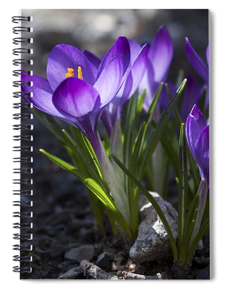 Flower Spiral Notebook featuring the photograph Blooming Crocus #2 by Jeff Severson