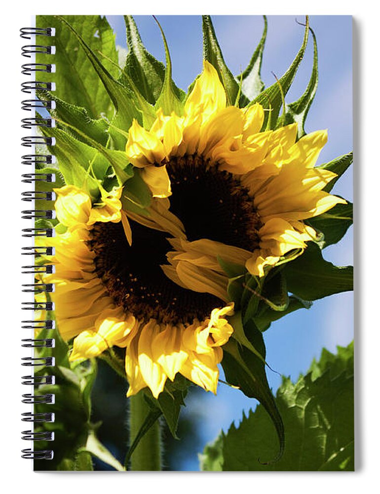 Sunflower Spiral Notebook featuring the photograph Blooming Lemon Queen by Jeff Severson