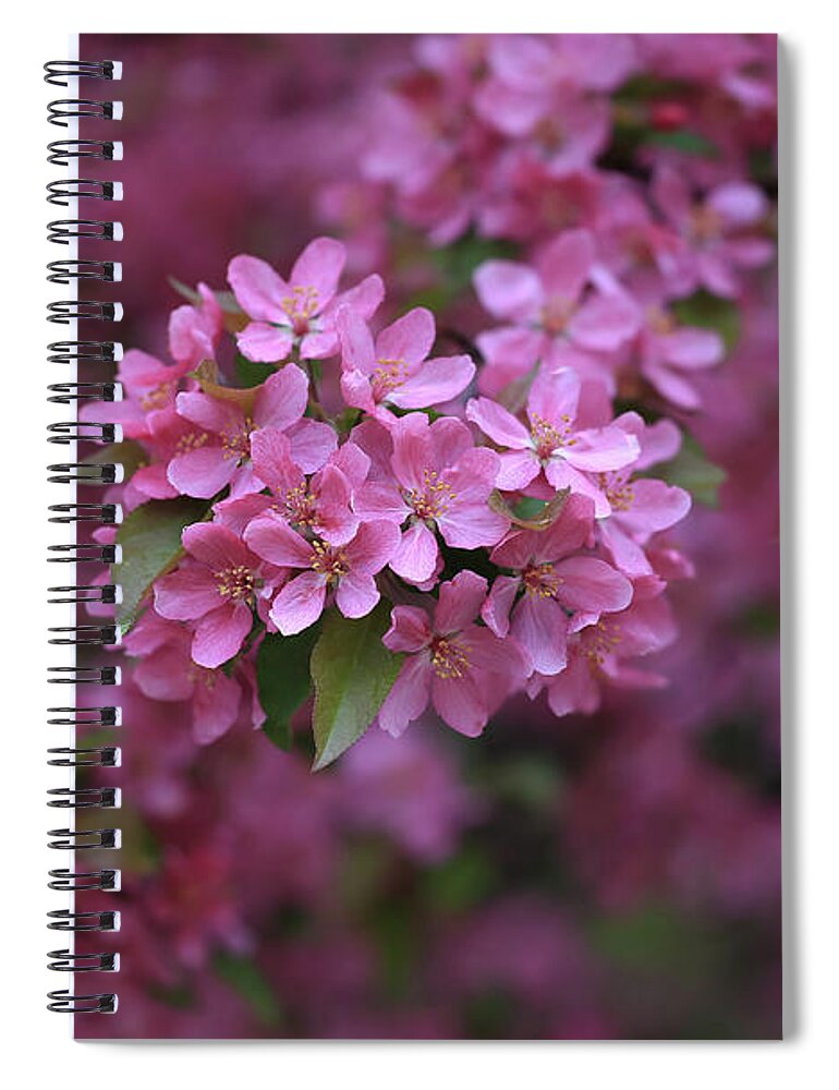 Blooming Pink Fantasy Spiral Notebook featuring the photograph Blooming Pink Fantasy by Rachel Cohen