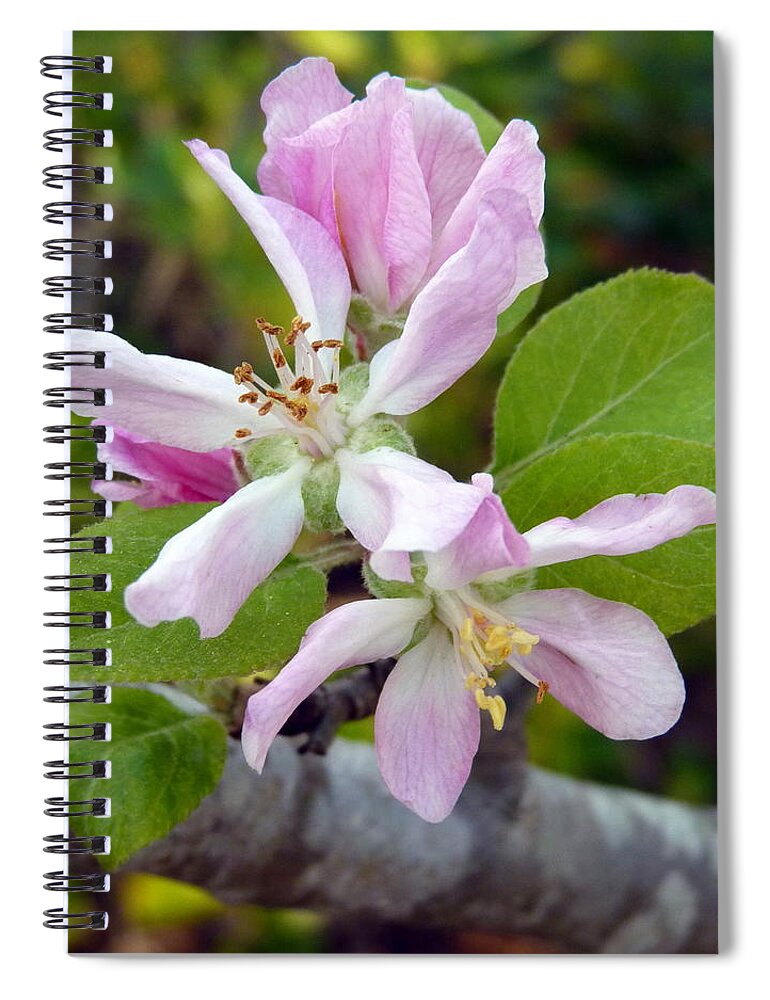 Pink Spiral Notebook featuring the photograph Blossom Duet by Carla Parris