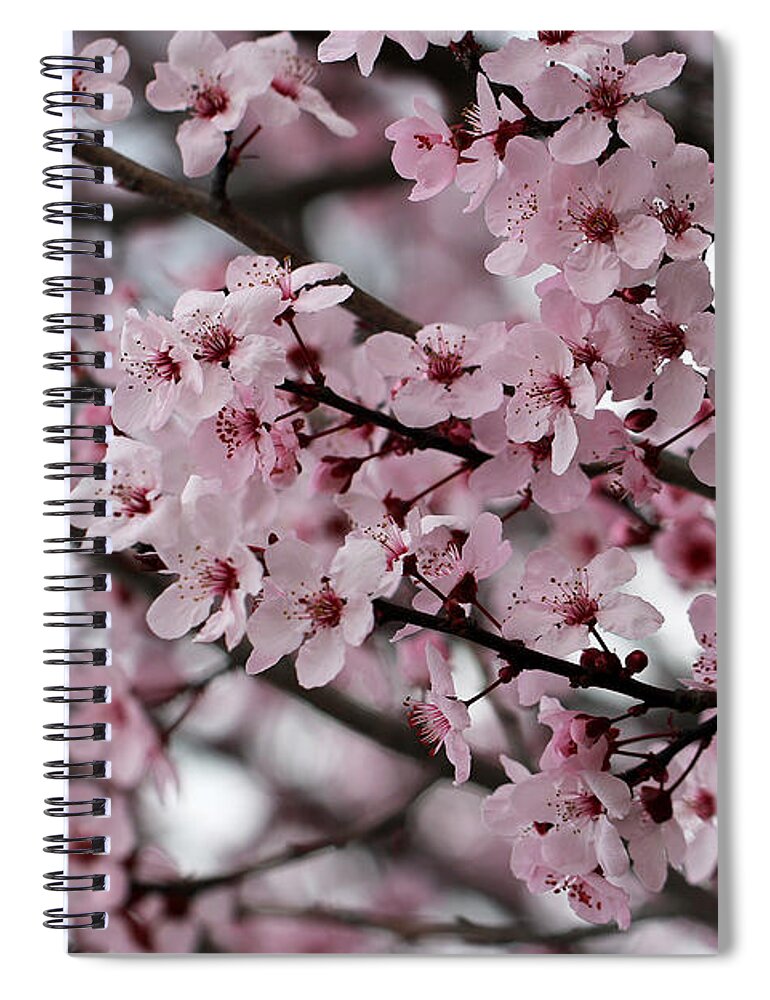 Blossoms Spiral Notebook featuring the photograph Blossoming Delight by Vanessa Thomas