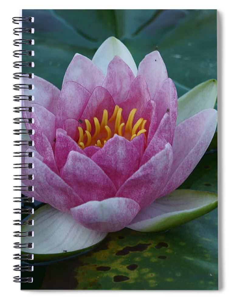 Bloom Spiral Notebook featuring the photograph Blossoms and Lily Pads 2 by Dimitry Papkov