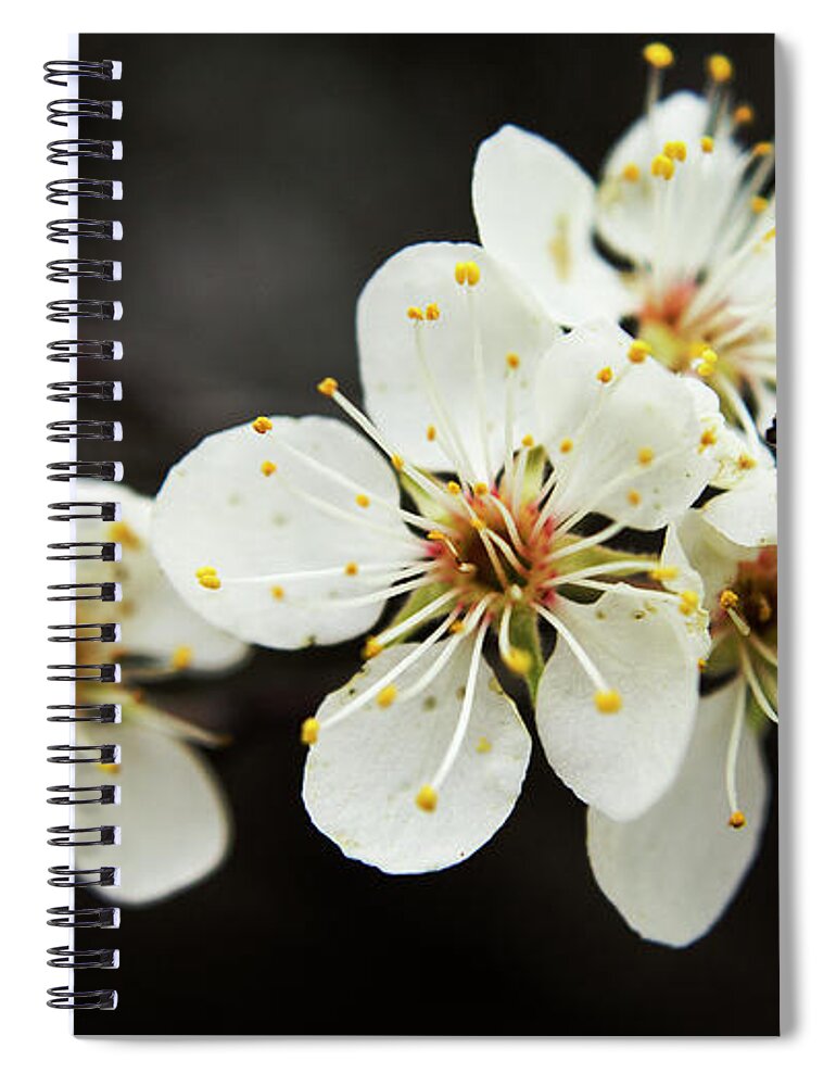 Trees Spiral Notebook featuring the photograph Blossoms of Spring by Holly Ross