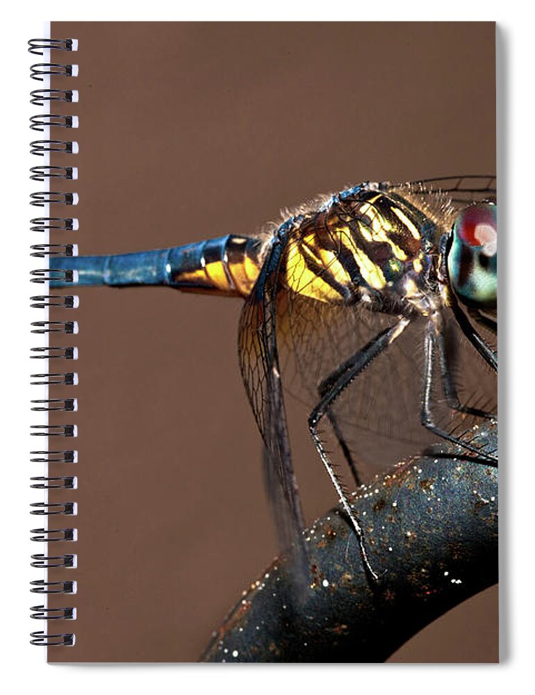 Dragonfly Spiral Notebook featuring the photograph Blue and Gold Dragonfly by Christopher Holmes