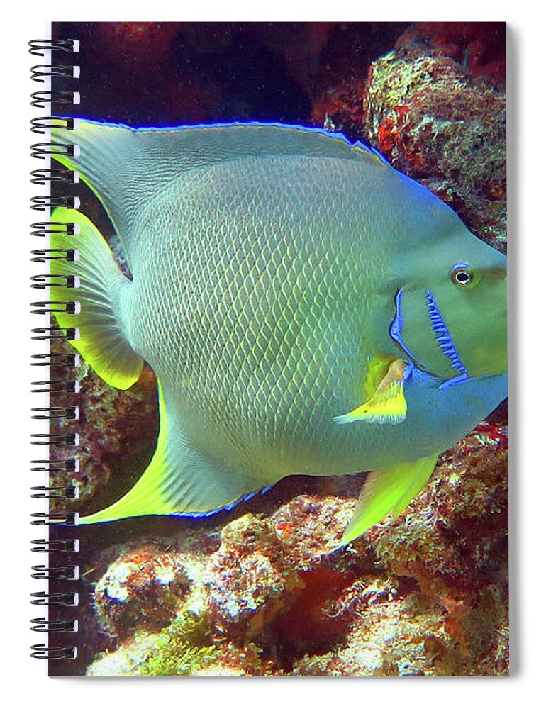 Underwater Spiral Notebook featuring the photograph Blue Angelfish by Daryl Duda