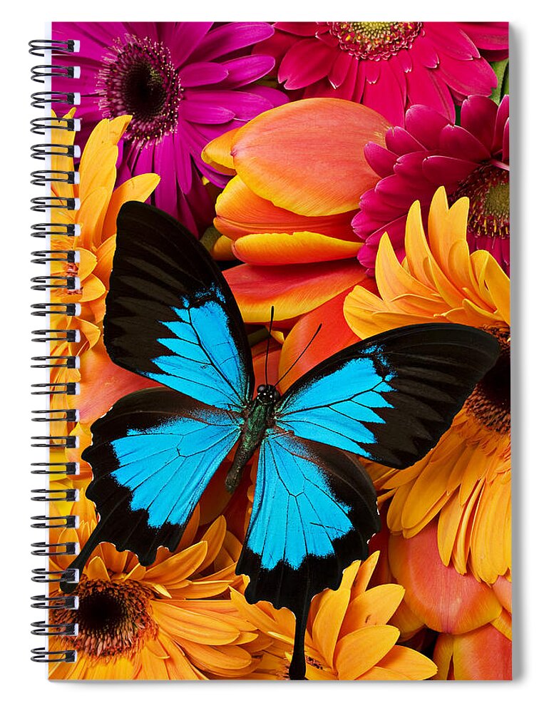 Butterfly Tulips Daisy�s Spiral Notebook featuring the photograph Blue butterfly on brightly colored flowers by Garry Gay