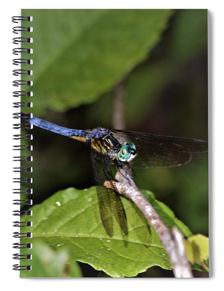 Blue Dasher Dragonfly Spiral Notebook featuring the photograph Blue Dasher Dragonfly by Warren Thompson