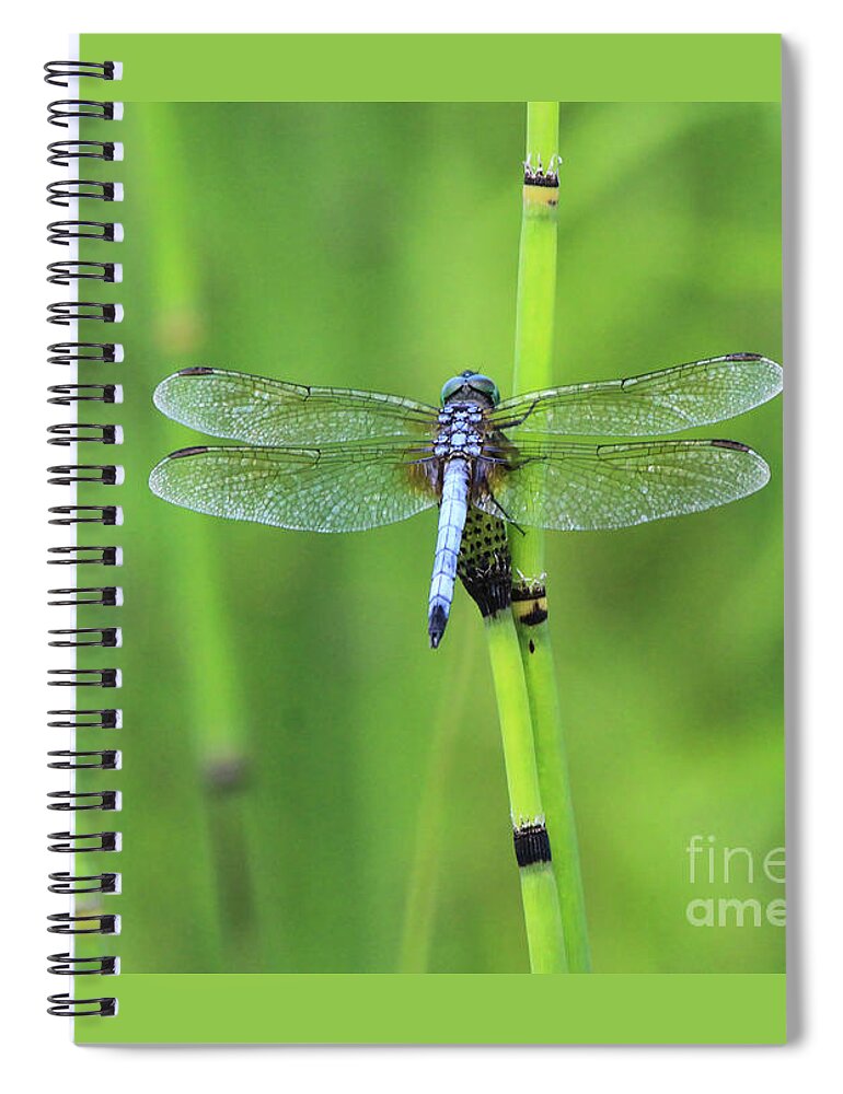 Blue Dasher Spiral Notebook featuring the photograph Blue Dasher by Paula Guttilla