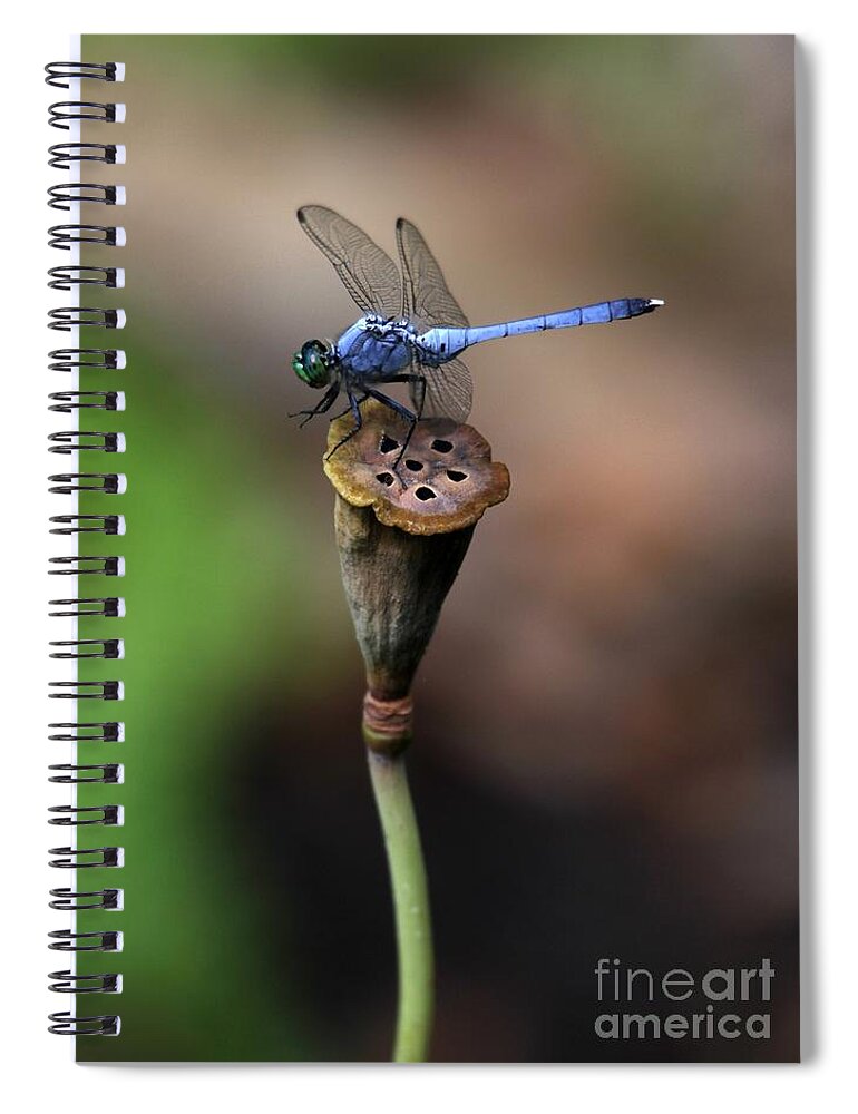 Dragonfly Spiral Notebook featuring the photograph Blue Dragonfly Dancer by Sabrina L Ryan