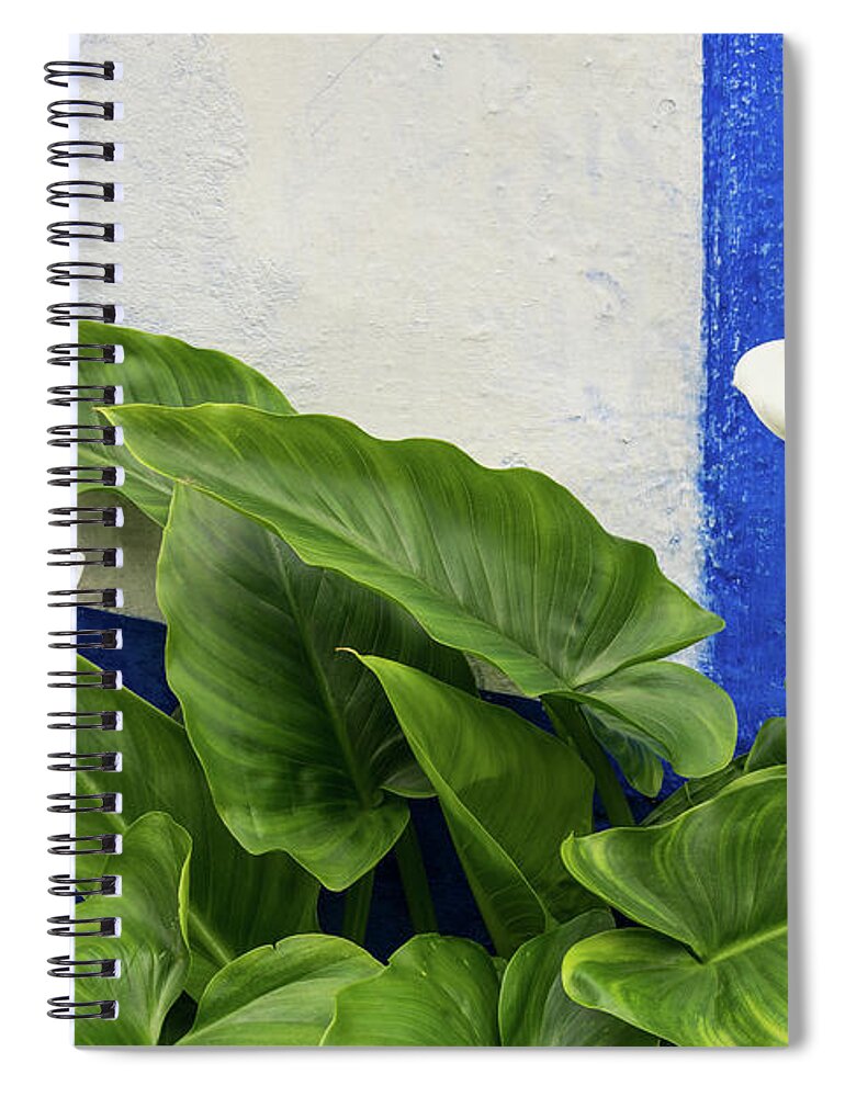 Georgia Mizuleva Spiral Notebook featuring the photograph Blue Garden Contrasts - Calla Lilies Against the Wall Right by Georgia Mizuleva