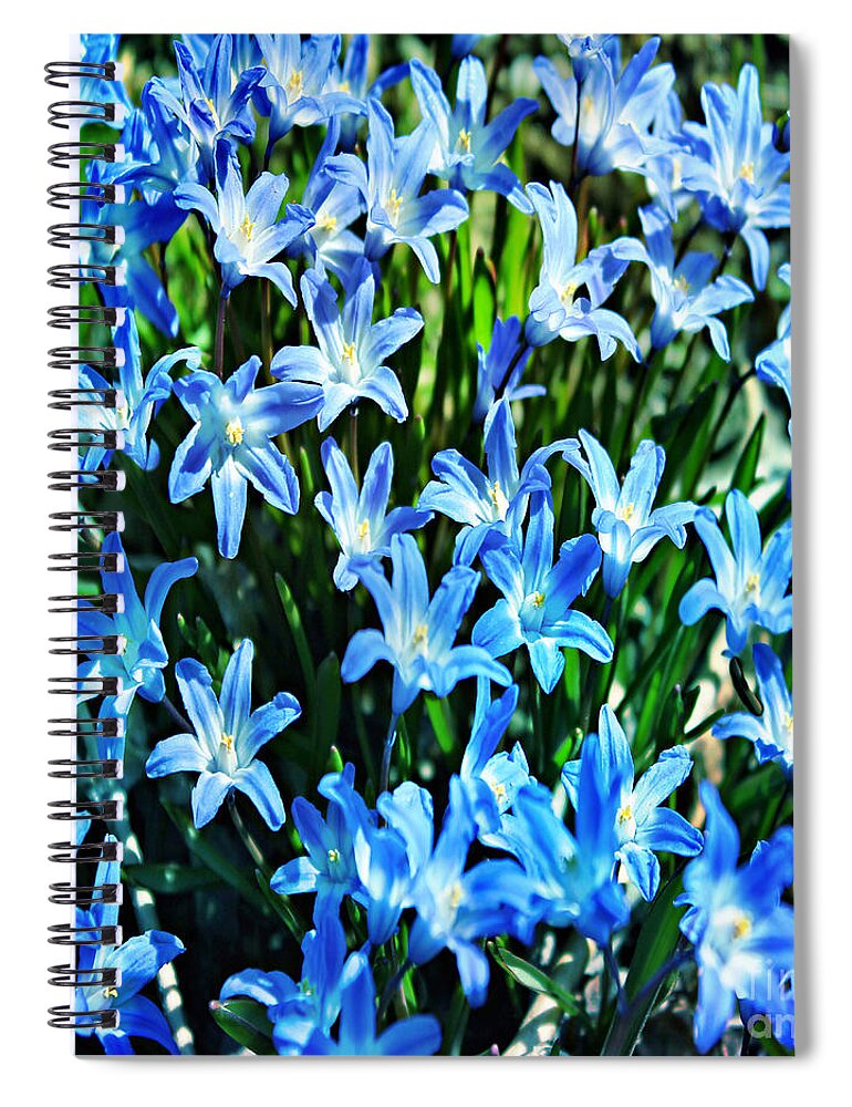 Blue Glory Snow Flowers Spiral Notebook featuring the photograph Blue Glory Snow Flowers by Judy Palkimas