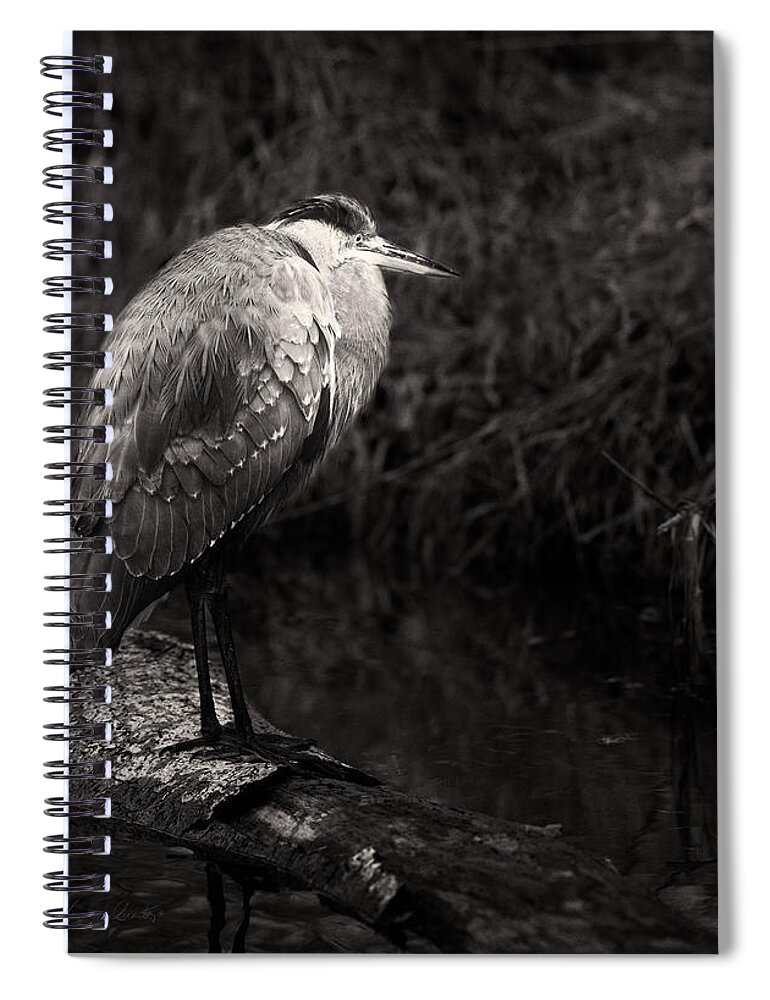 Animals Spiral Notebook featuring the photograph Blue Heron in Black and White by Peter V Quenter