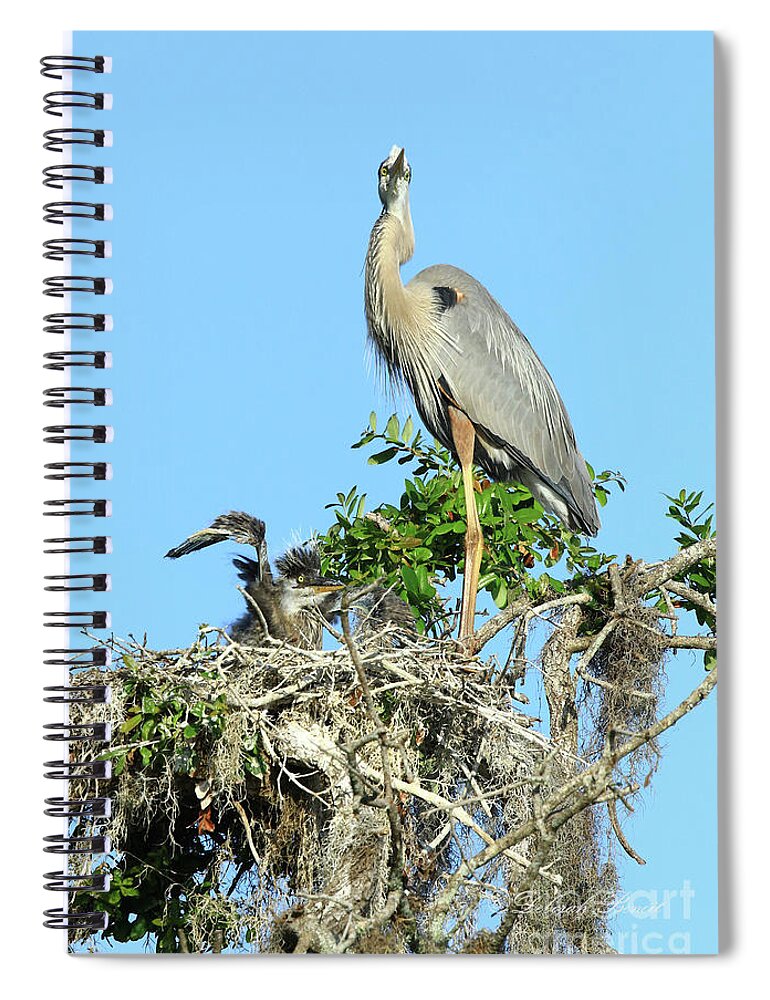 Heron Spiral Notebook featuring the photograph Blue Heron Series Baby 2 by Deborah Benoit