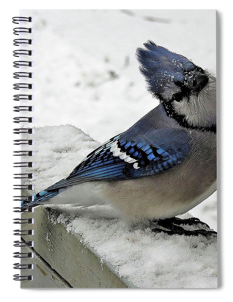 Blue Jay Spiral Notebook featuring the photograph Blue Jay Begging for Another Peanut on a Snowy Day by Linda Stern
