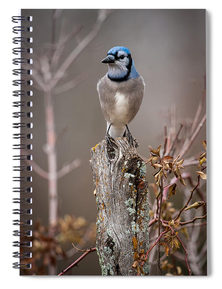 Animal Spiral Notebook featuring the photograph Blue Jay on Hedge Post 1 by Jeff Phillippi
