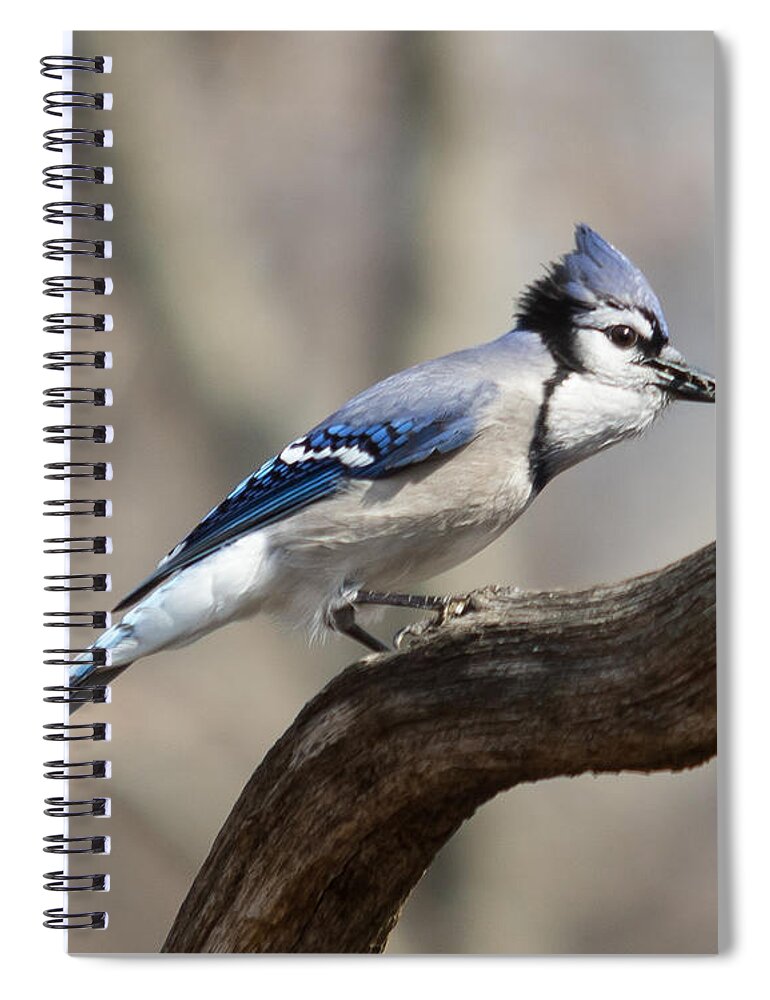 Bird Spiral Notebook featuring the photograph Blue Jay by Phil Spitze