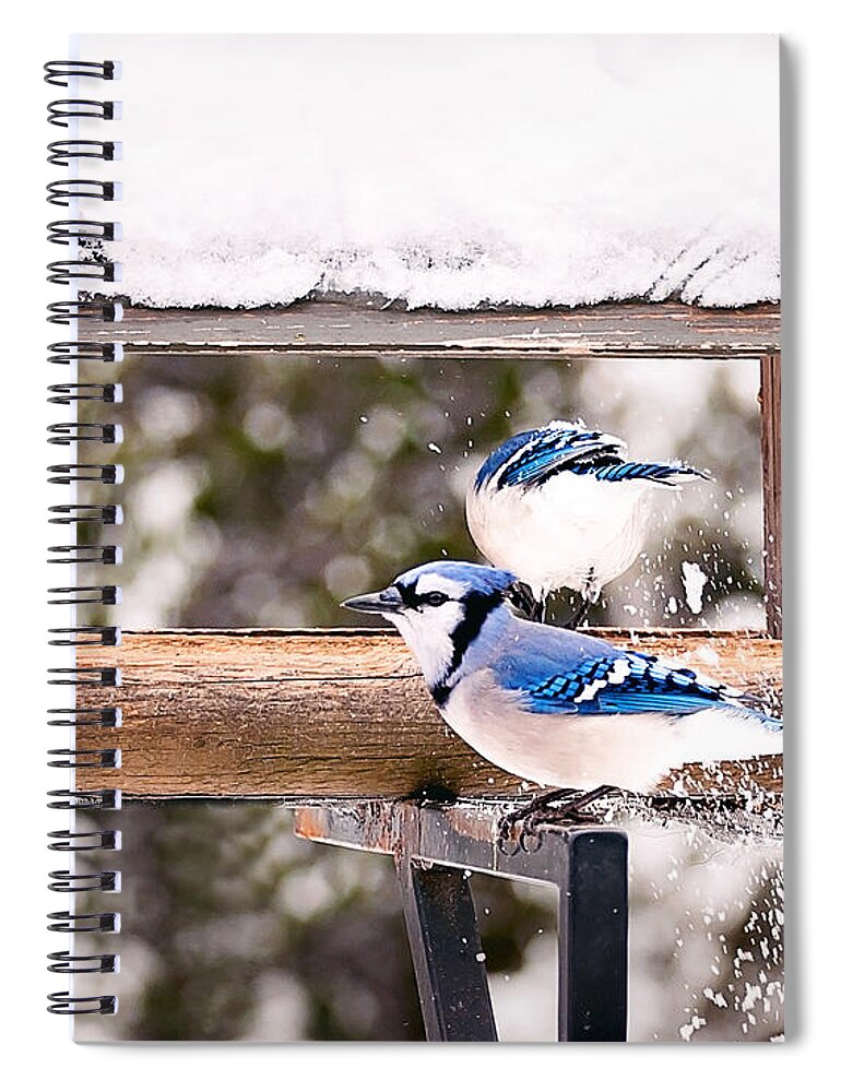 Blue Jays Spiral Notebook featuring the photograph Blue Jays in Winter by Gwen Gibson