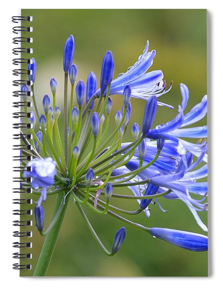 Flower Spiral Notebook featuring the photograph Blue Lily by Carolyn Mickulas