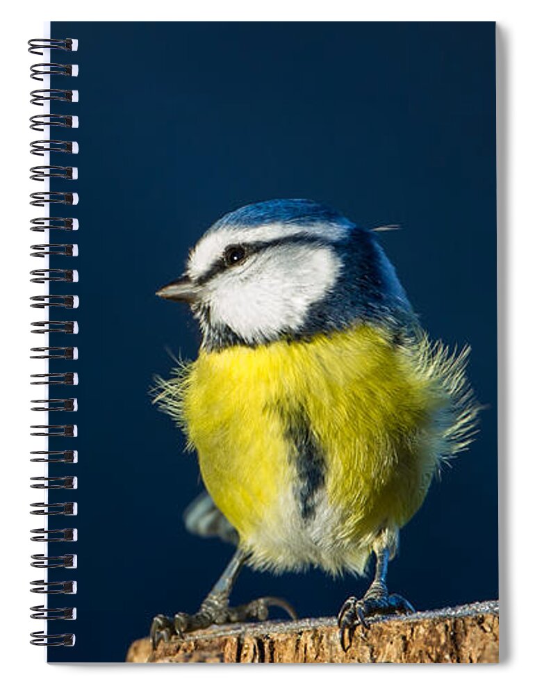 Blue On Blue Spiral Notebook featuring the photograph Blue on Blue by Torbjorn Swenelius