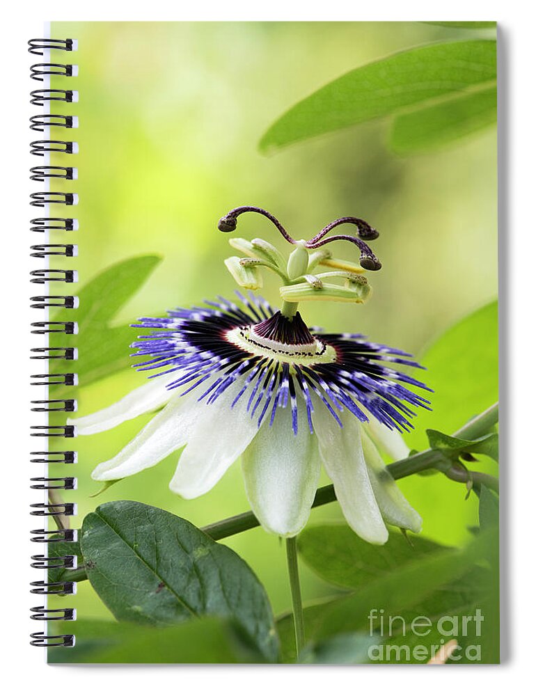 Blue Passion Flower Spiral Notebook featuring the photograph Blue Passion flower by Tim Gainey