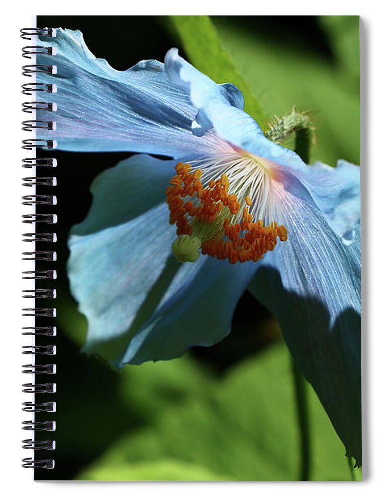  Blue Spiral Notebook featuring the photograph Blue Poppy by Christiane Schulze Art And Photography