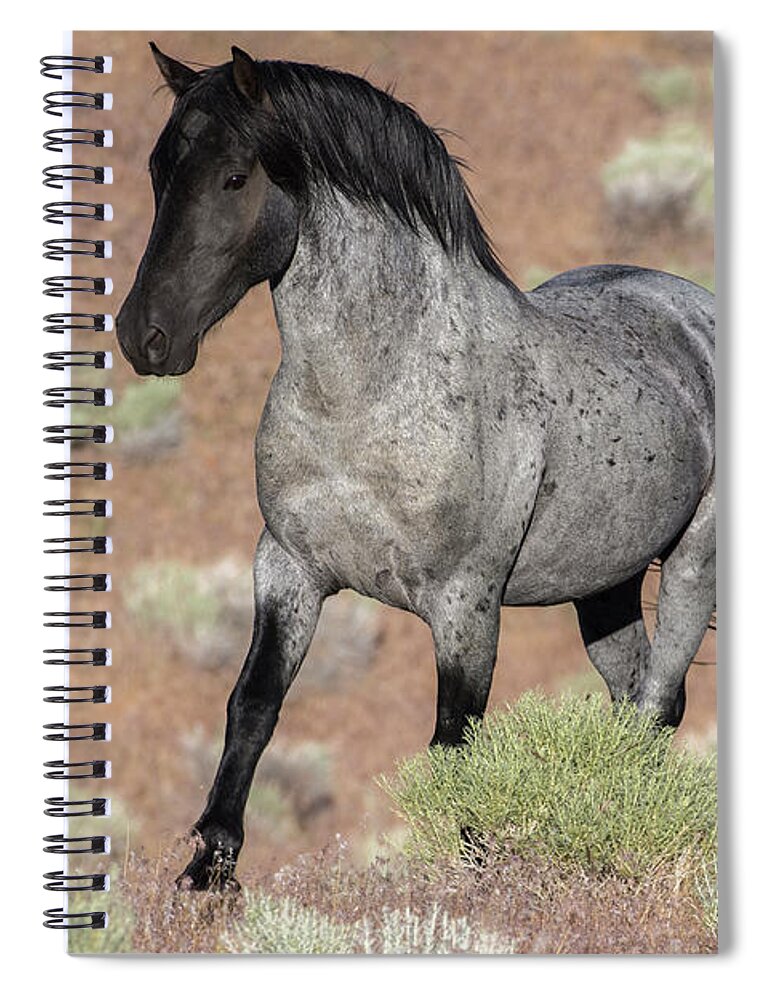 Wild Horse Spiral Notebook featuring the photograph Blue surprise by John T Humphrey