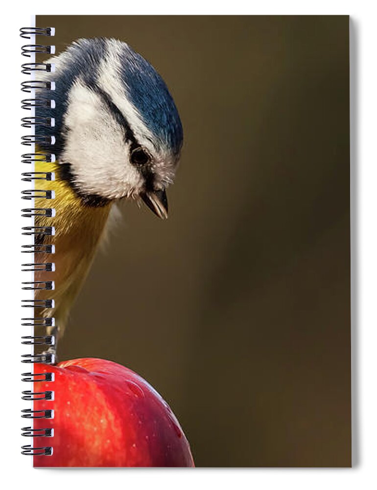 Bird Spiral Notebook featuring the photograph Blue Tit Cyanistes caeruleus sat on a red apple looking down by Simon Bratt