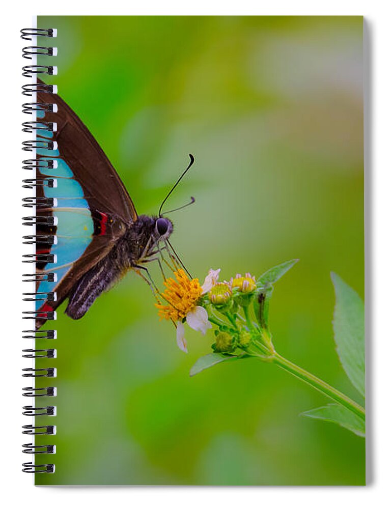 Blue Triangle Spiral Notebook featuring the photograph Blue Triangle Butterfly on Okuma by Jeff at JSJ Photography