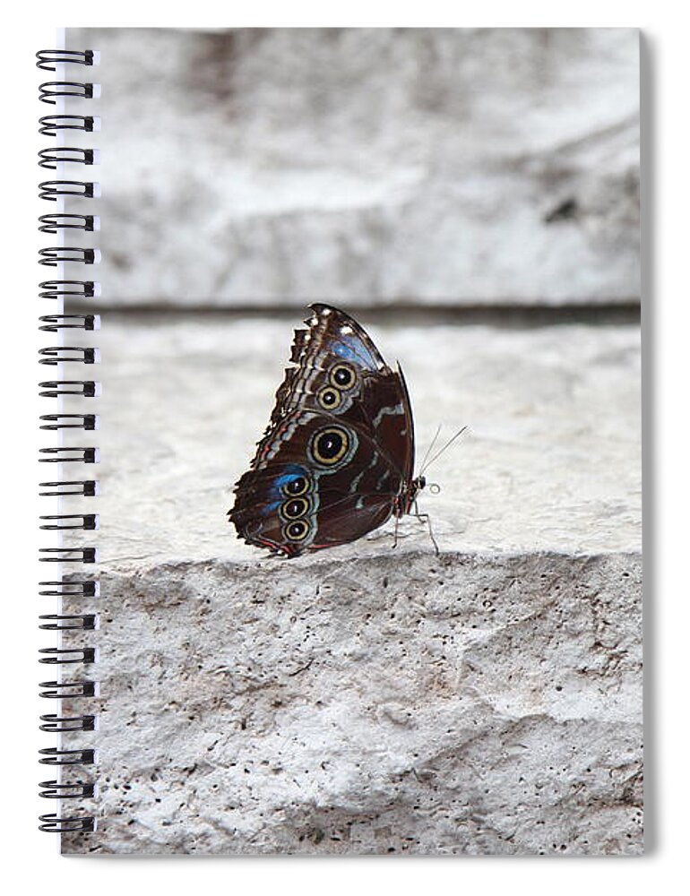 Butterfly Spiral Notebook featuring the photograph Blue Velvet by Christine Chin-Fook