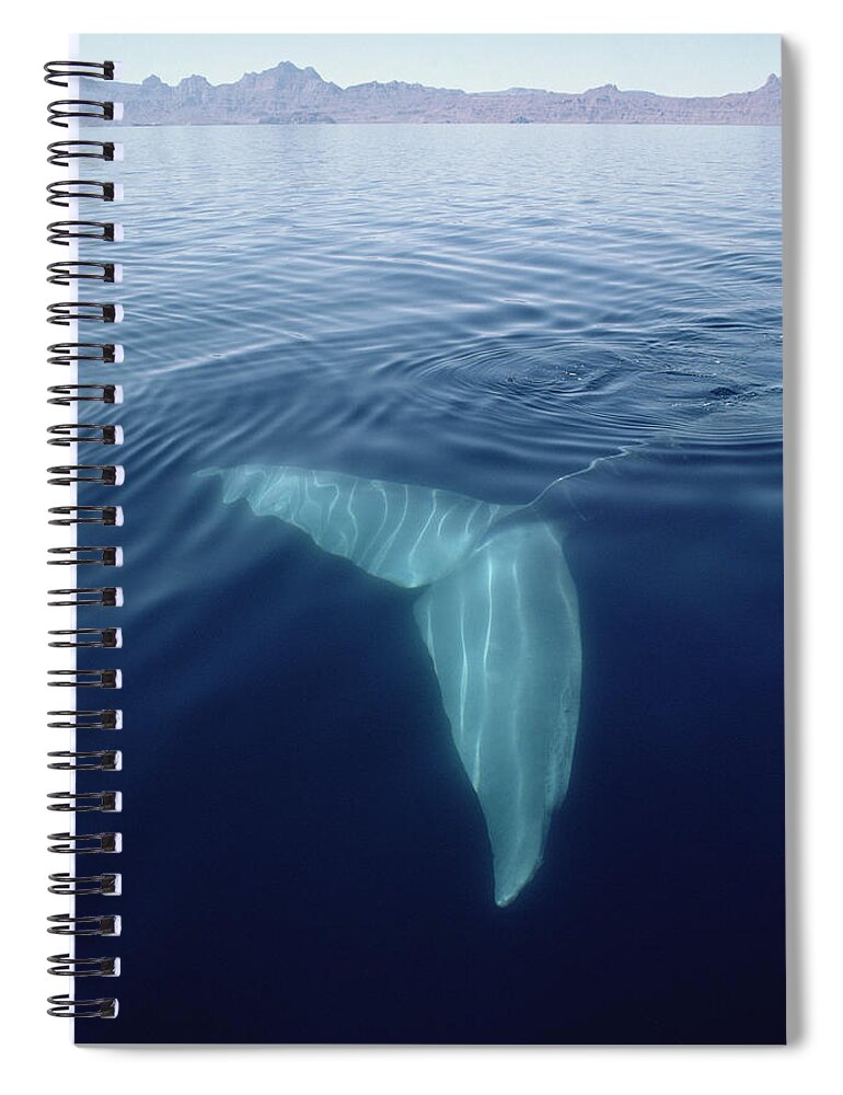 00080958 Spiral Notebook featuring the photograph Blue Whale Tail Underwater In Sea by Flip Nicklin