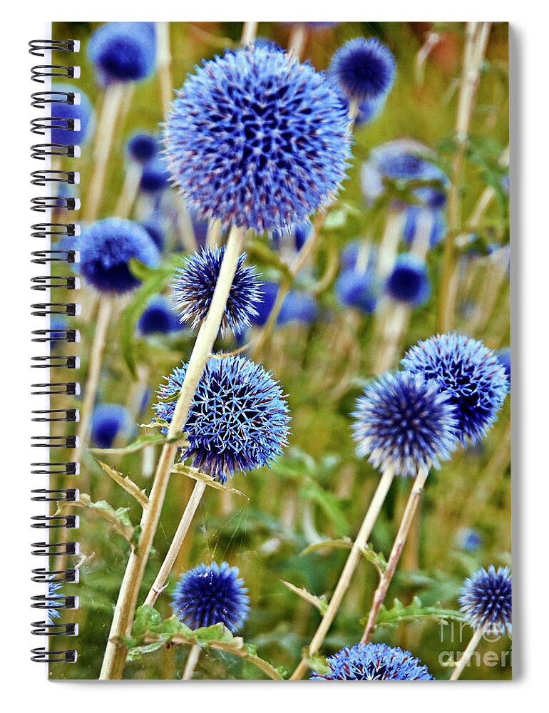 Blue Wild Thistle Spiral Notebook featuring the photograph Blue Wild Thistle by Silva Wischeropp