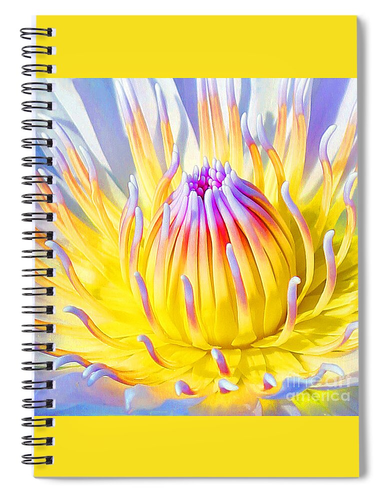  Blue Lotuses Spiral Notebook featuring the photograph Blue Yellow Lily by Jennifer Robin