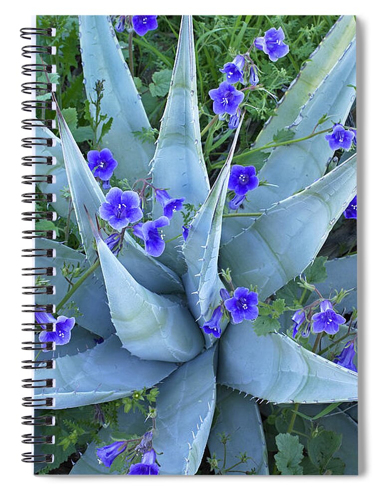 00176660 Spiral Notebook featuring the photograph Bluebell And Agave by Tim Fitzharris