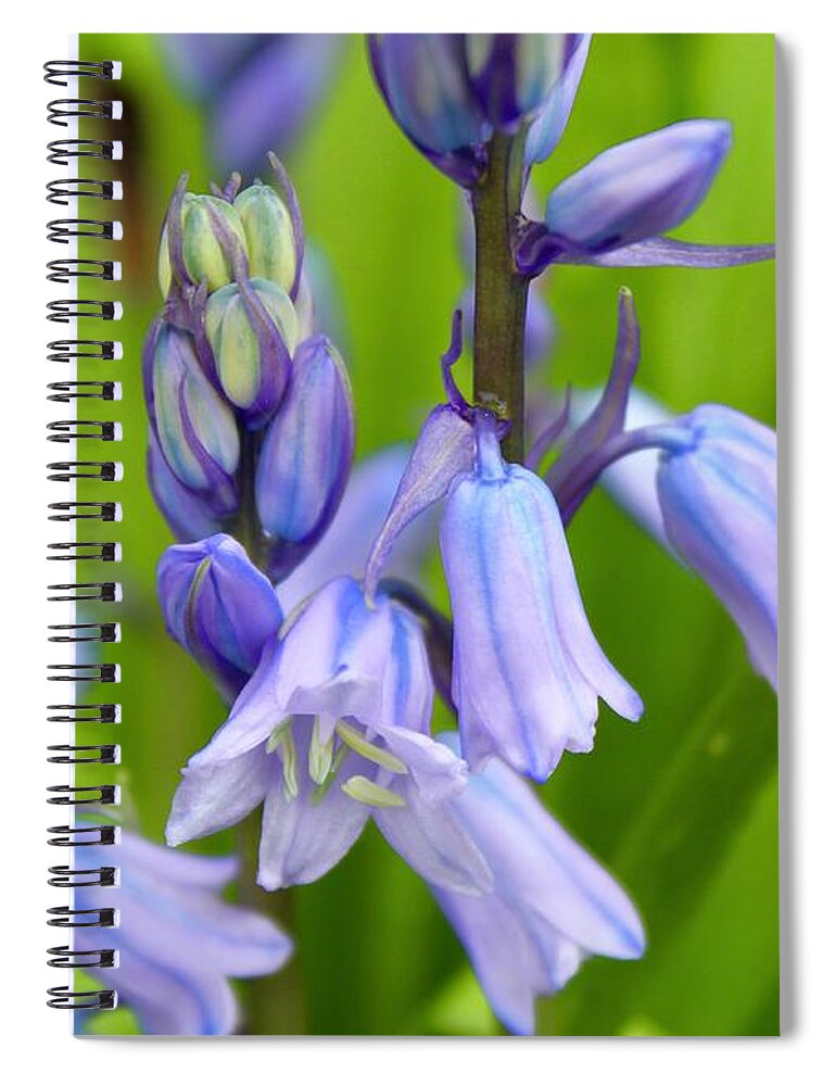 Photography Spiral Notebook featuring the photograph Bluebell Beautiful Blooms by M E