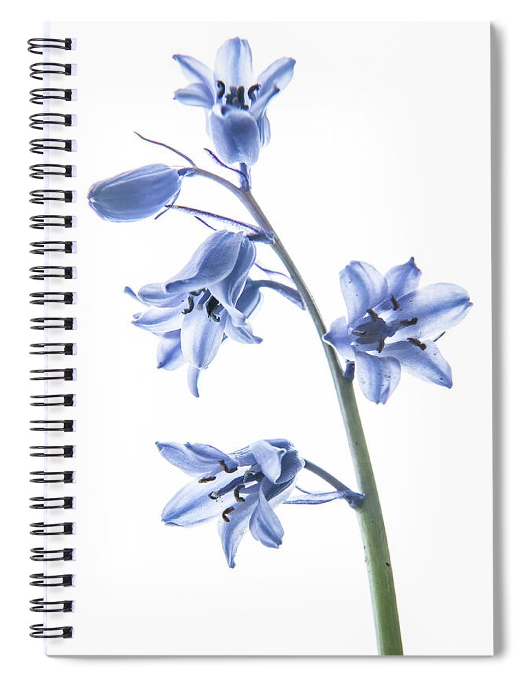 Bluebell Spiral Notebook featuring the photograph Bluebell Stem by Helen Jackson