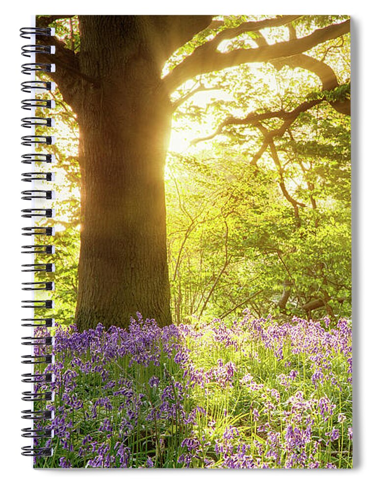 Bluebells Spiral Notebook featuring the photograph Bluebell wood with magical morning sunrise by Simon Bratt