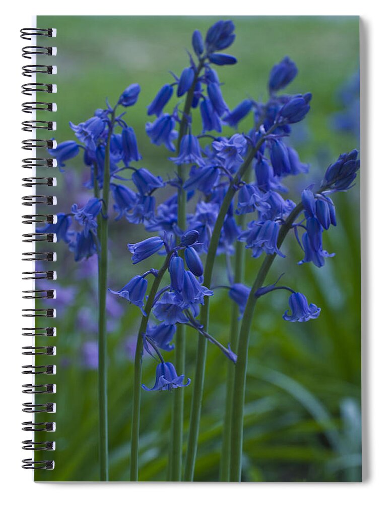 Bluebell Spiral Notebook featuring the photograph Bluebells by Rob Hemphill