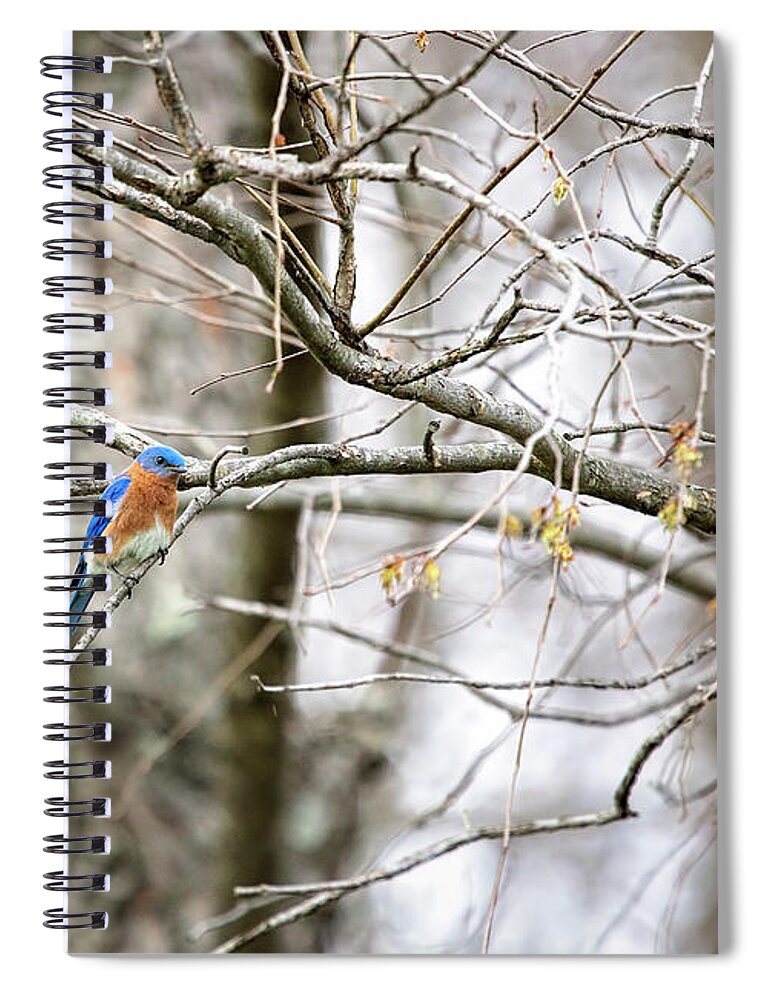 Bluebird Spiral Notebook featuring the photograph Bluebird by Deborah Penland