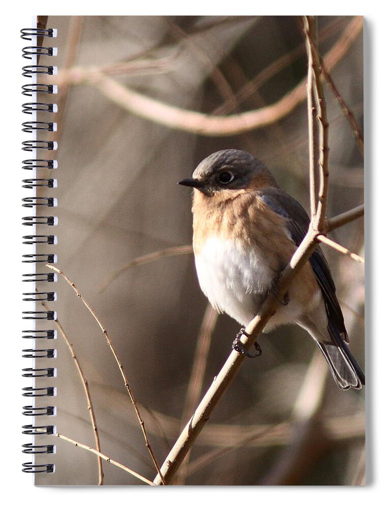 Eastern Bluebird Spiral Notebook featuring the photograph Bluebird in Beige by Travis Truelove