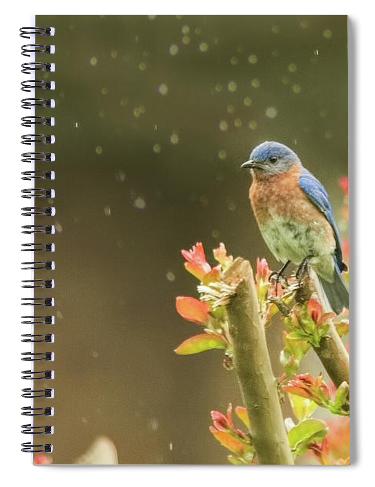 Bluebird In Gentle Rain Spiral Notebook featuring the photograph Bluebird in Gentle Rain by Jemmy Archer