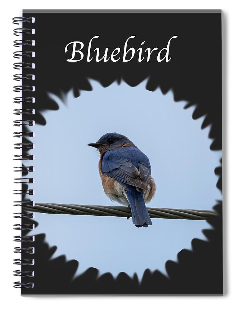Eastern Bluebird Spiral Notebook featuring the photograph Bluebird by Holden The Moment
