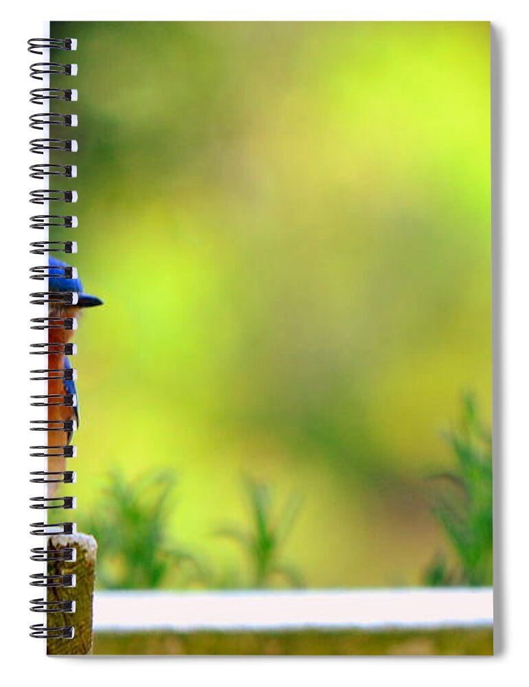 Bluebirds Spiral Notebook featuring the photograph Bluebird by Lisa Wooten