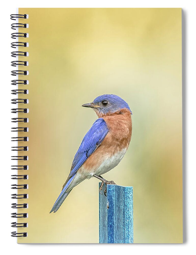 Nature Spiral Notebook featuring the photograph Bluebird On Blue Stick by Robert Frederick